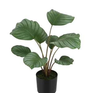Künstliche Calathea - Silvina | 45 cm