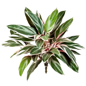 Künstliche Cordyline - Mila | 48 cm