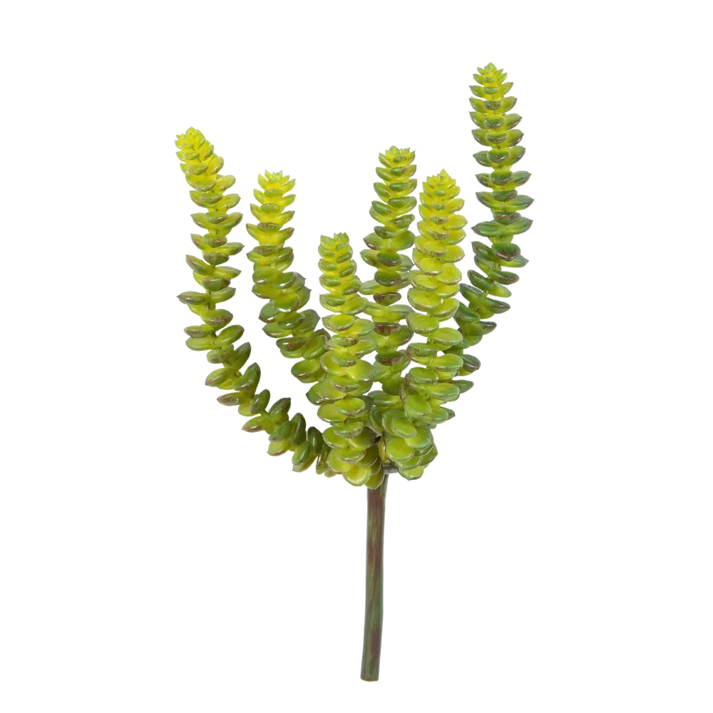 Künstliche Crassula - Hedi | 17 cm