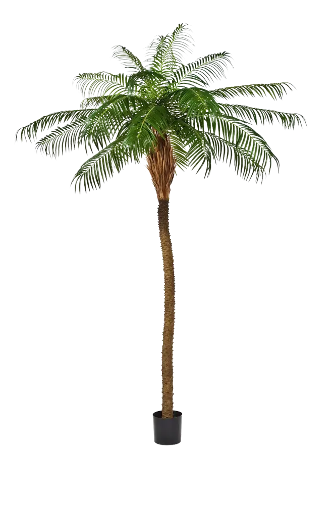 Künstliche Dattelpalme - Kaan | 250 cm