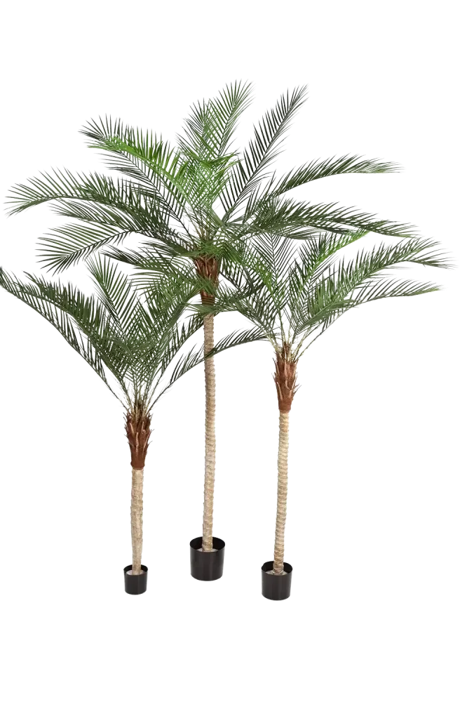 Künstliche Dattelpalme - Kian | 180 cm