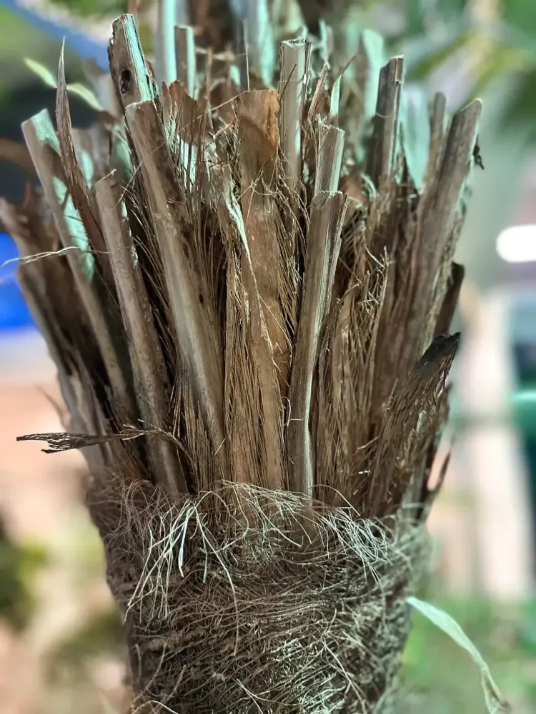 Künstliche Dattelpalme - Kian | 180 cm