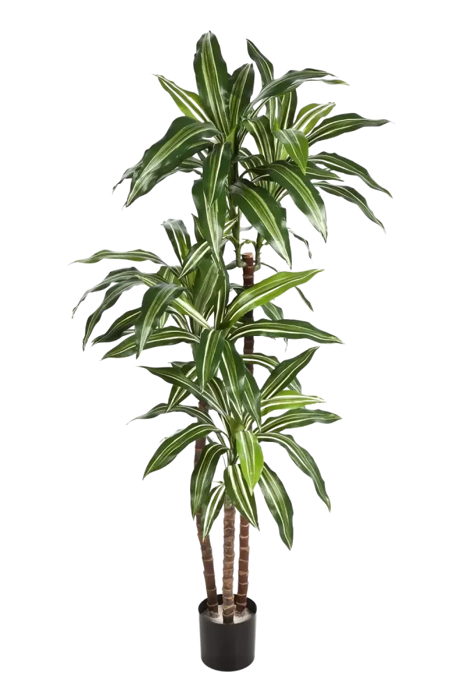 Künstliche Dracaena – Thalioran | 170 cm