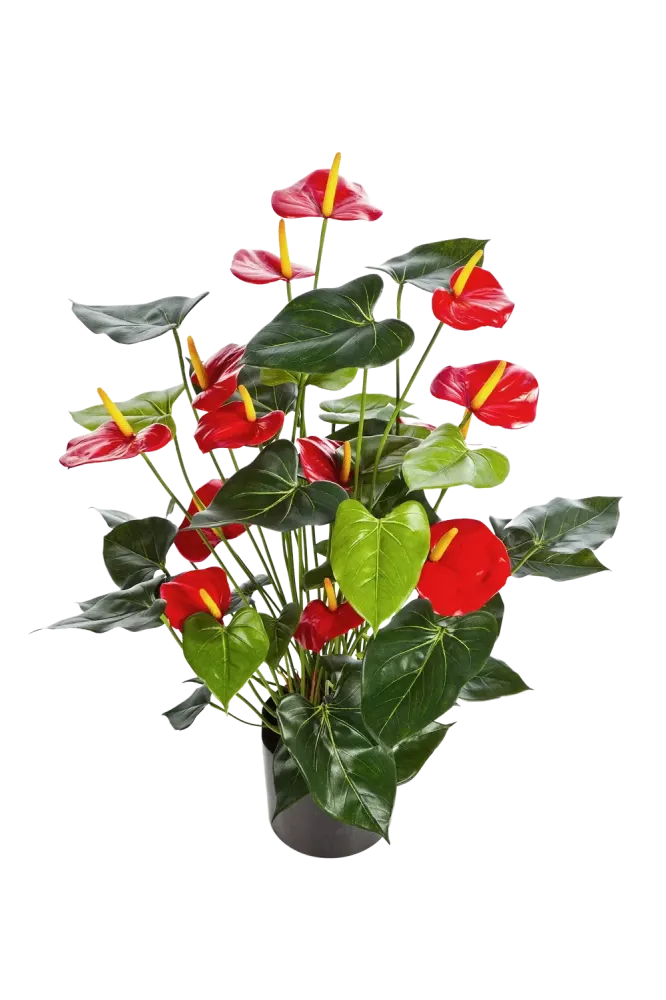 Künstliche Flamingoblume - Caspar | 78 cm