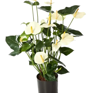 Künstliche Flamingoblume - Zenta | 78 cm