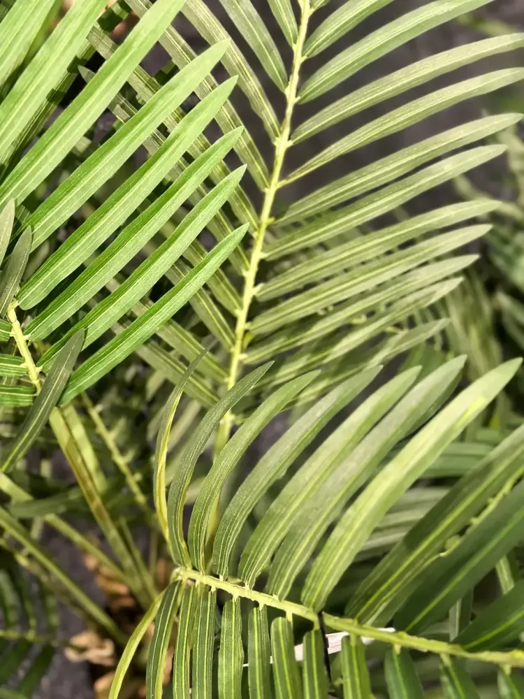 Künstliche Goldfruchtpalme - Eva | 80 cm