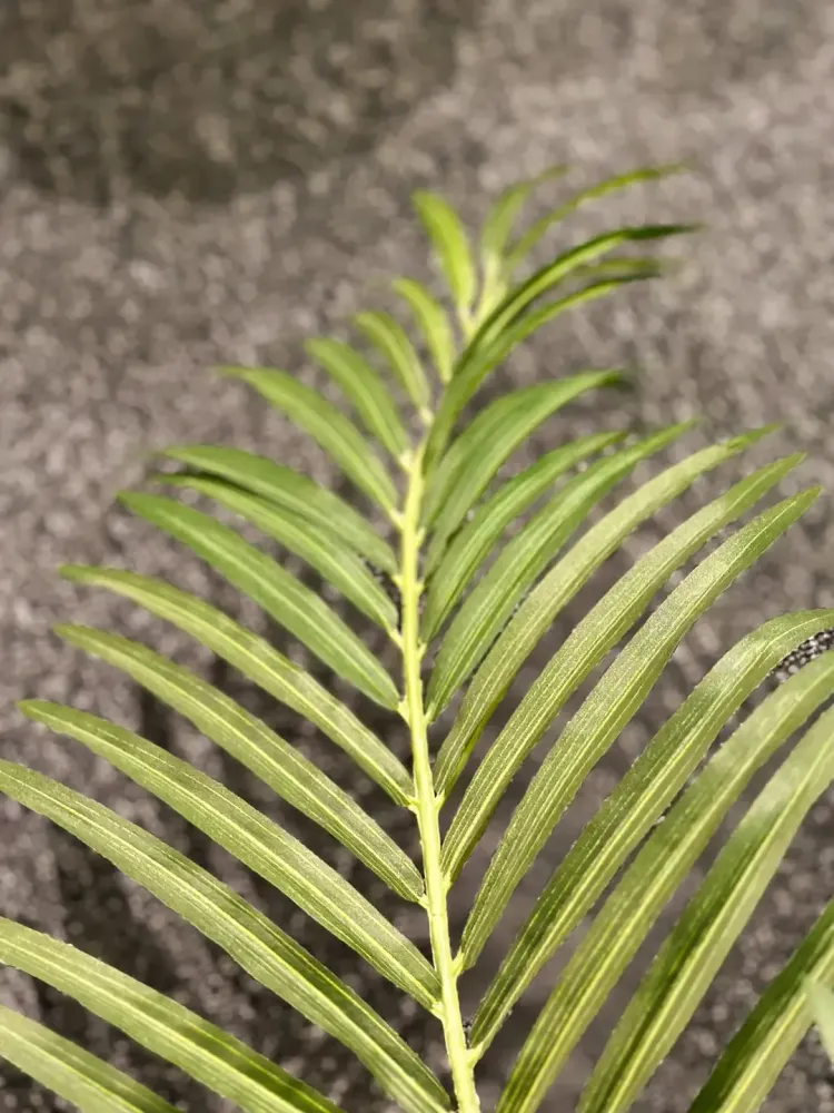 Künstliche Goldfruchtpalme - Eva | 80 cm