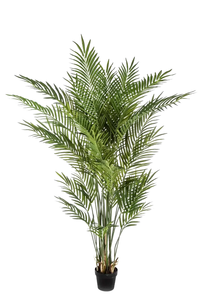 Künstliche Goldfruchtpalme - Eva | 170 cm