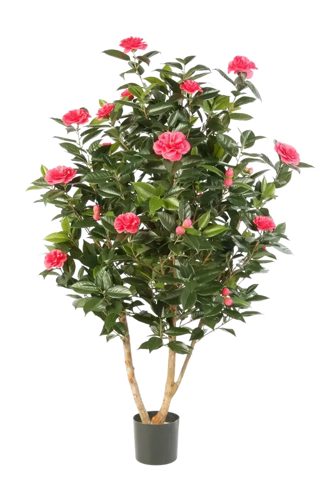 Künstliche japanische Kamelie - Phileas | 150 cm