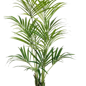 Künstliche Kentia Palme - Cataleya | 172 cm