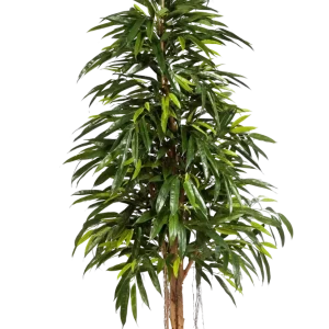 Künstliche Longifolia - Steffen | 210 cm