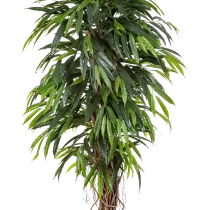 Künstliche Longifolia - Steven | 210 cm