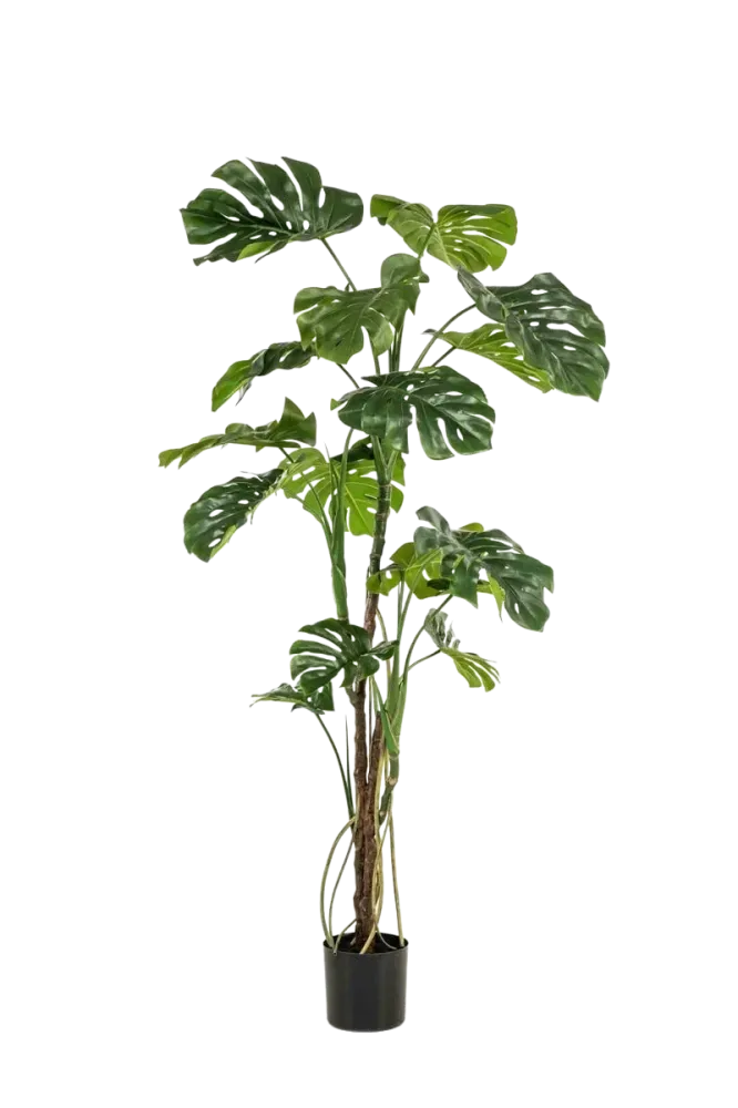 Künstliche Monstera - Mogli | 180 cm
