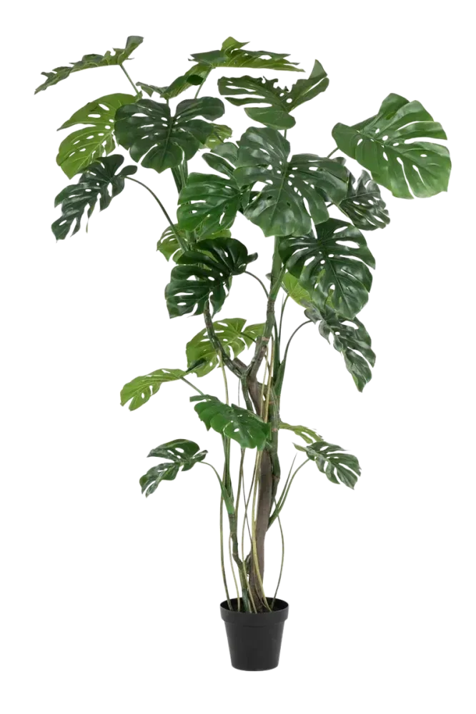 Künstliche Monstera - Mogli | 210 cm