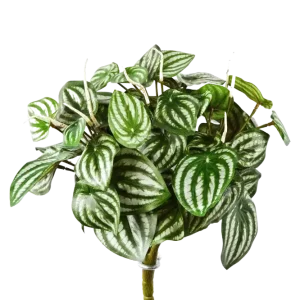 Künstliche Peperomia - Melon