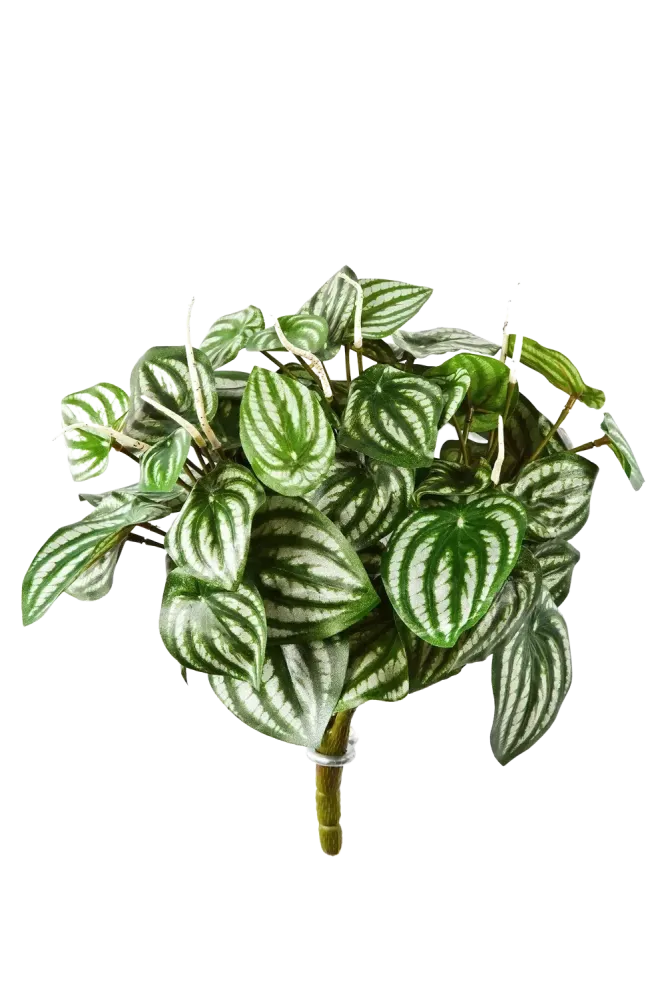 Künstliche Peperomia - Melon