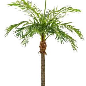 Künstliche Phoenixpalme - Saskia | 480 cm