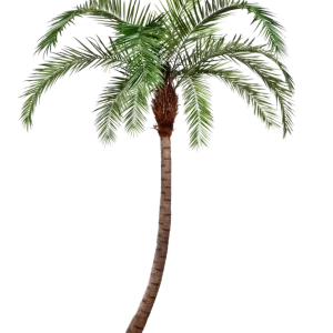 Künstliche Phoenixpalme - Simon | 300 cm