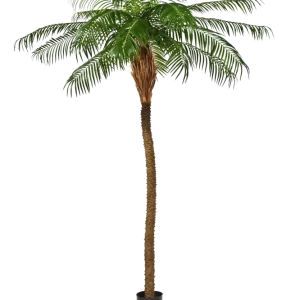 Künstliche Phoenixpalme – Zephyra | 210 cm
