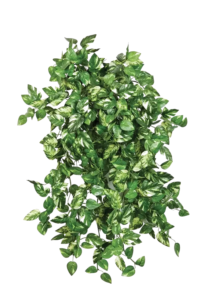 Künstliche Pothos - Emir | 50cm
