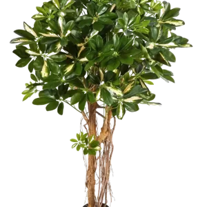 Künstliche Schefflera - Owen | 170 cm