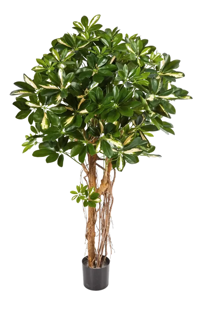 Künstliche Schefflera - Owen | 170 cm