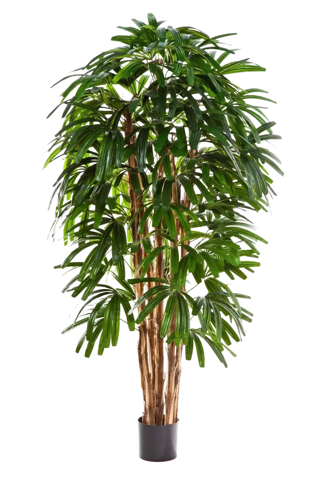 Künstliche Steckenpalme - Nicole | 180 cm