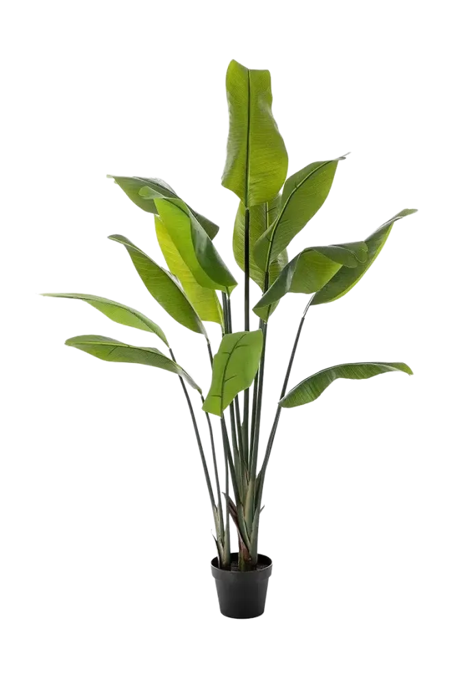 Künstliche Strelitzia - Clemens | 150 cm