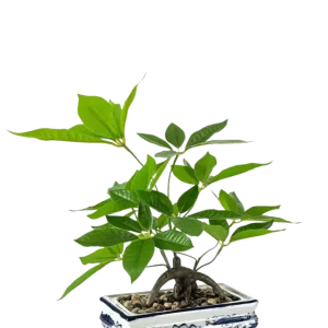 Künstlicher Bonsai - Damian | 38 cm