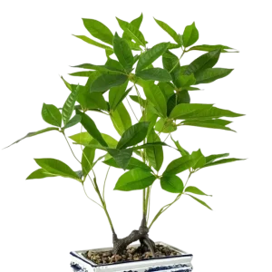 Künstlicher Bonsai - Sally | 62 cm