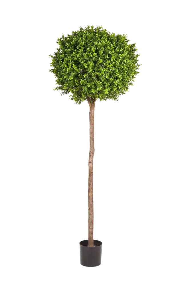 Künstlicher Buchsbaum - Rayan | 170 cm