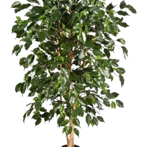 Künstlicher Chinesischer Ficus - Ioannis | 210 cm