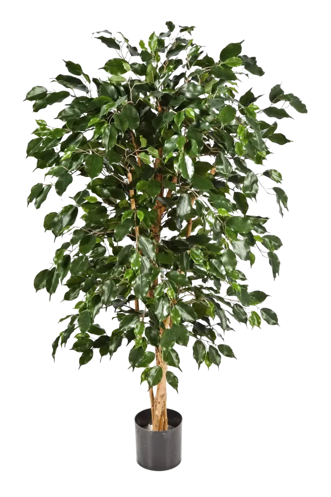 Künstlicher Chinesischer Ficus - Ioannis | 210 cm