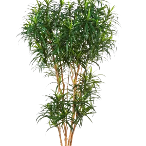 Künstlicher Drachenbaum - Helmut | 210 cm