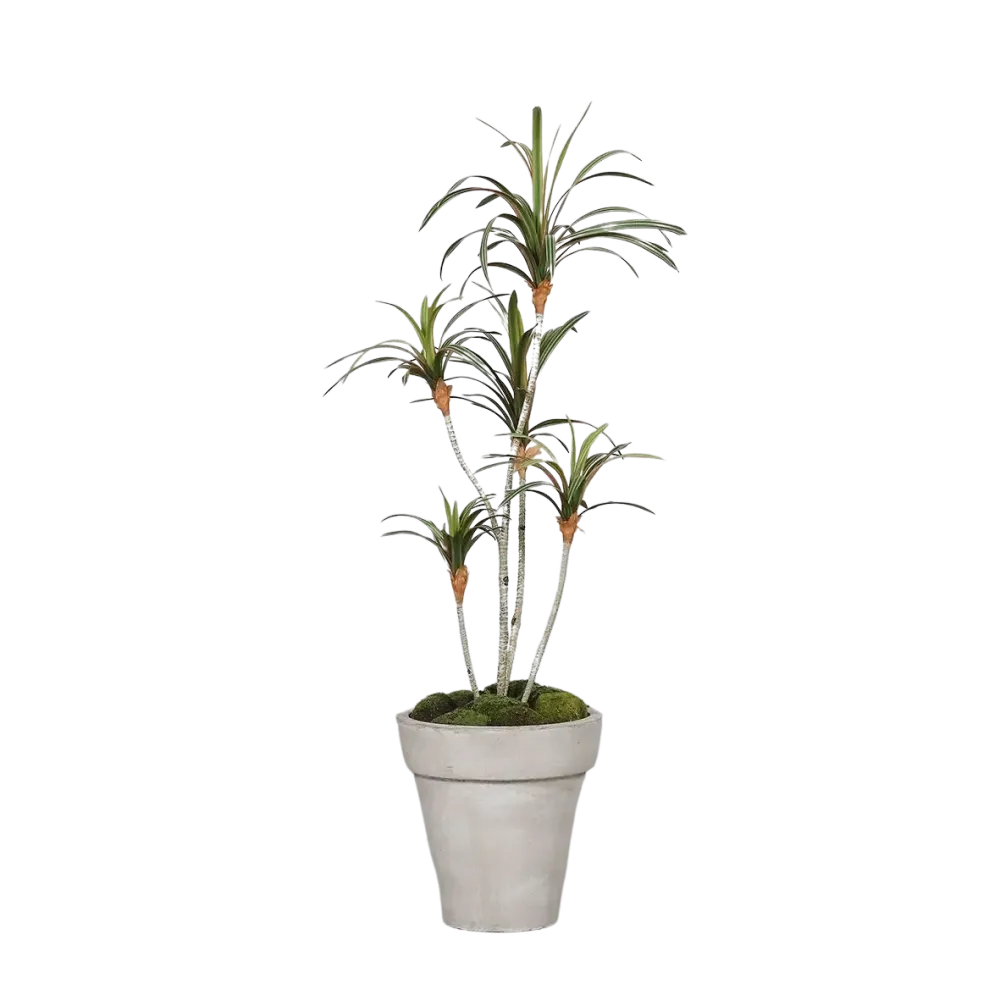 Künstlicher Drachenbaum - Minor | 100 cm