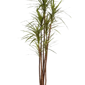 Künstlicher Drachenbaum - Noa | 180 cm