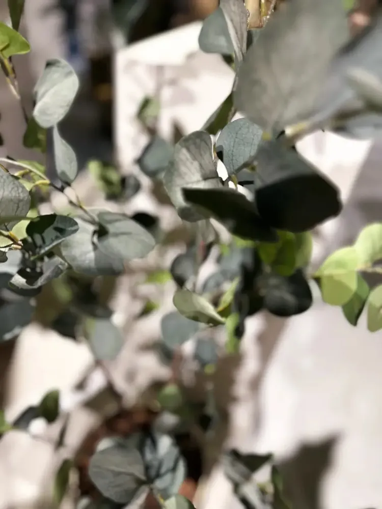 Künstlicher Eucalyptus Baum - Christopher | 120 cm