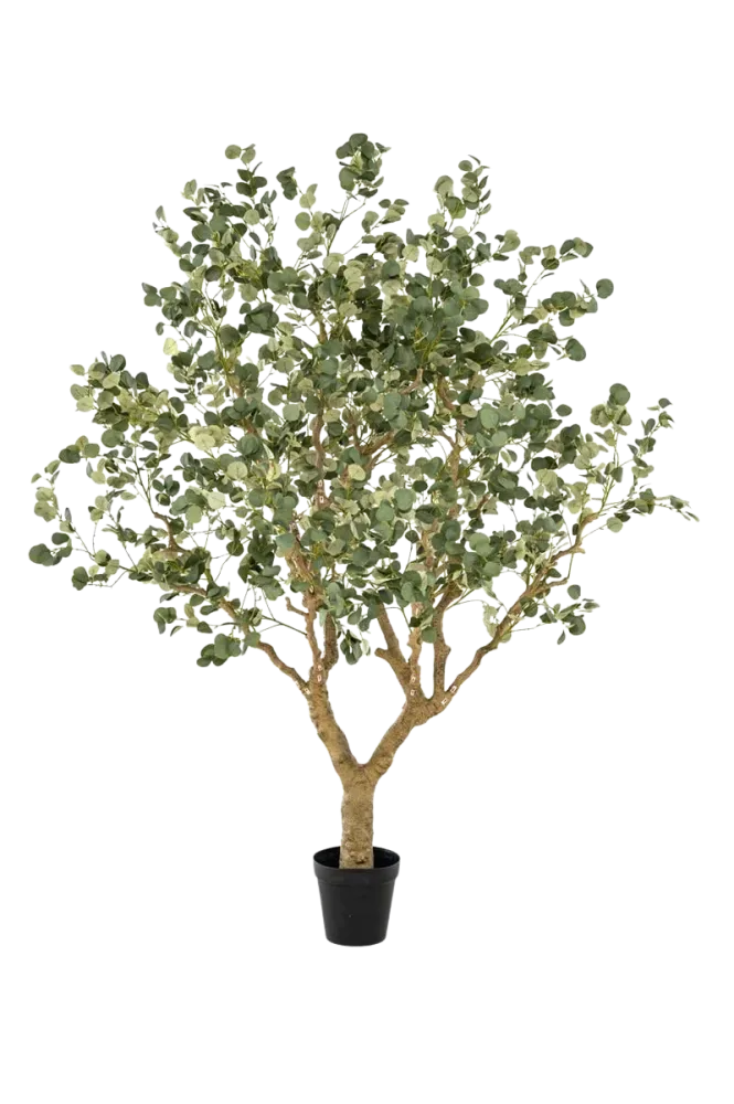 Künstlicher Eucalyptus - Kalli | 240 cm