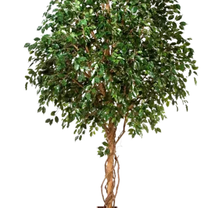 Künstlicher Ficus Baum - Nero | 315 cm