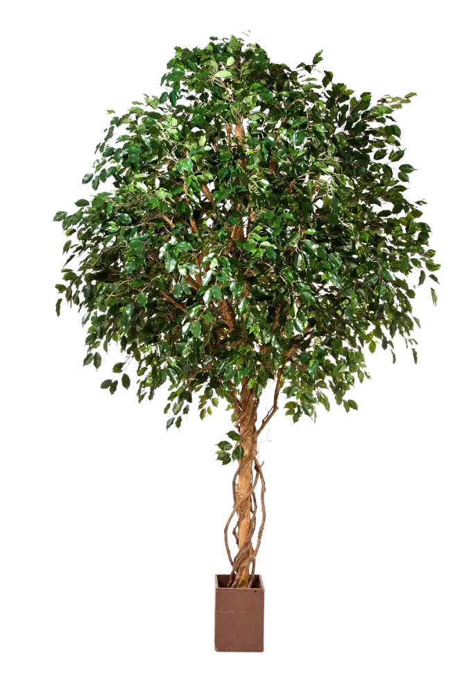 Künstlicher Ficus Baum - Nero | 315 cm