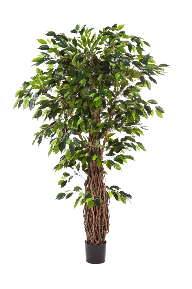 Künstlicher Ficus - Jannik | 210 cm