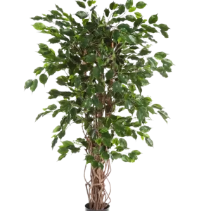 Künstlicher Ficus - Jasmin | 210 cm