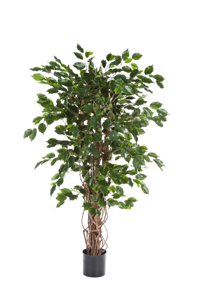 Künstlicher Ficus - Jasmin | 210 cm