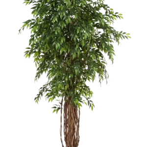 Künstlicher Ficus - Jayden | 210 cm