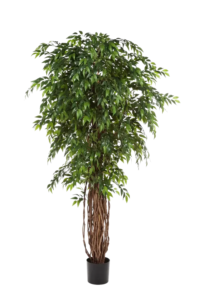 Künstlicher Ficus - Jayden | 210 cm