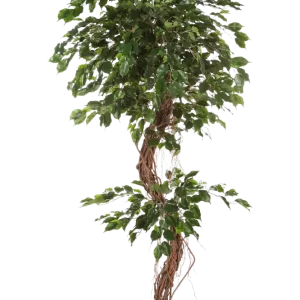Künstlicher Ficus - Joshua | 180 cm