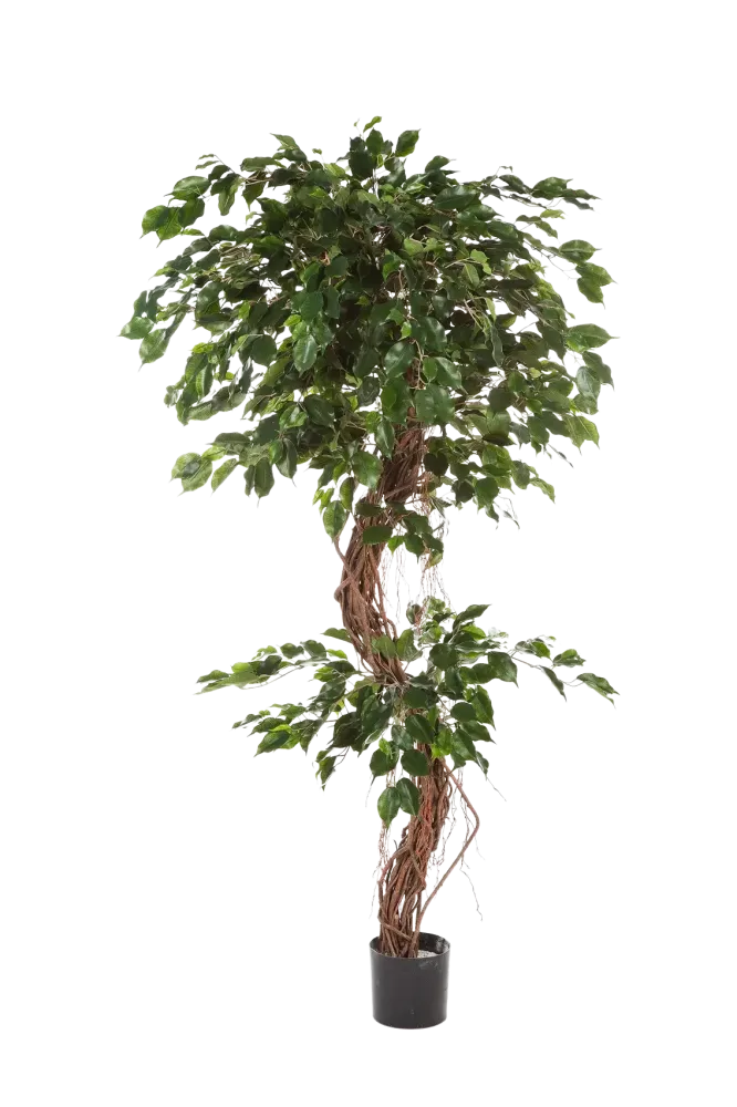 Künstlicher Ficus - Joshua | 180 cm