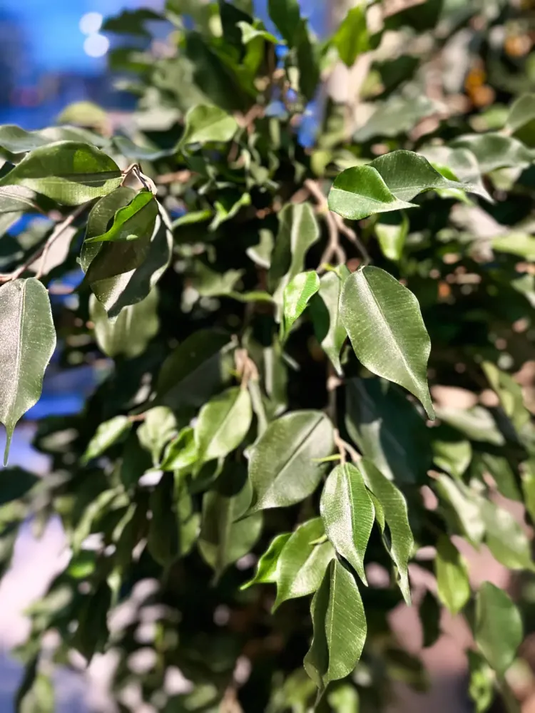 Künstlicher Ficus - Joshua | 180 cm