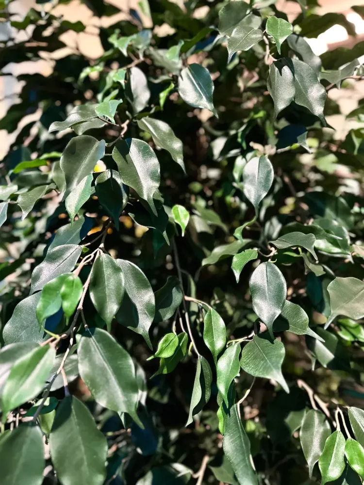 Künstlicher Ficus - Joshua | 180 cm