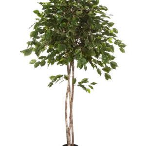 Künstlicher Ficus - Kathleen | 210 cm